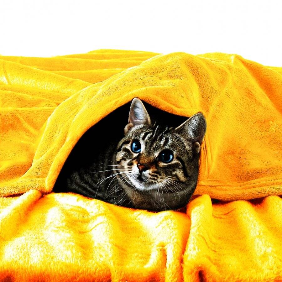 EHC Super Soft Fluffy Flannel Fleece Throws, Yellow  200 cm x 240 cm