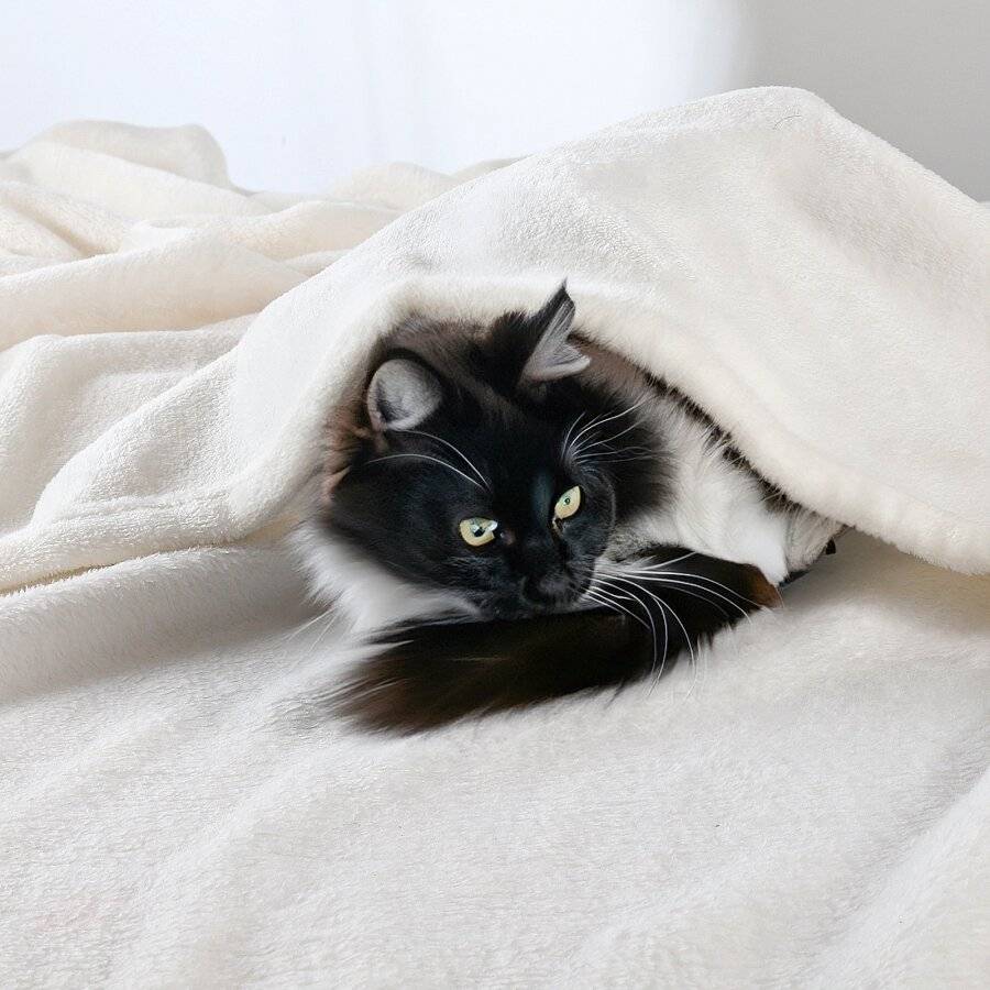 Luxurious Super Soft Flannel Blanket, Cream - Large Size, 150 X 200 cm